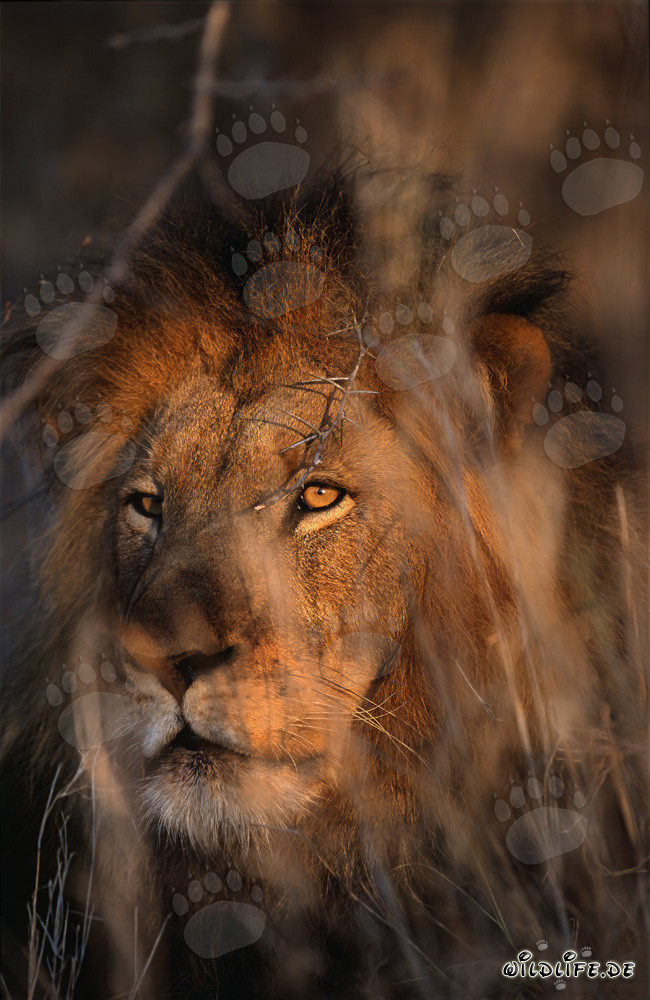 Lion africain dans la brousse sèche d'Afrique du Sud
