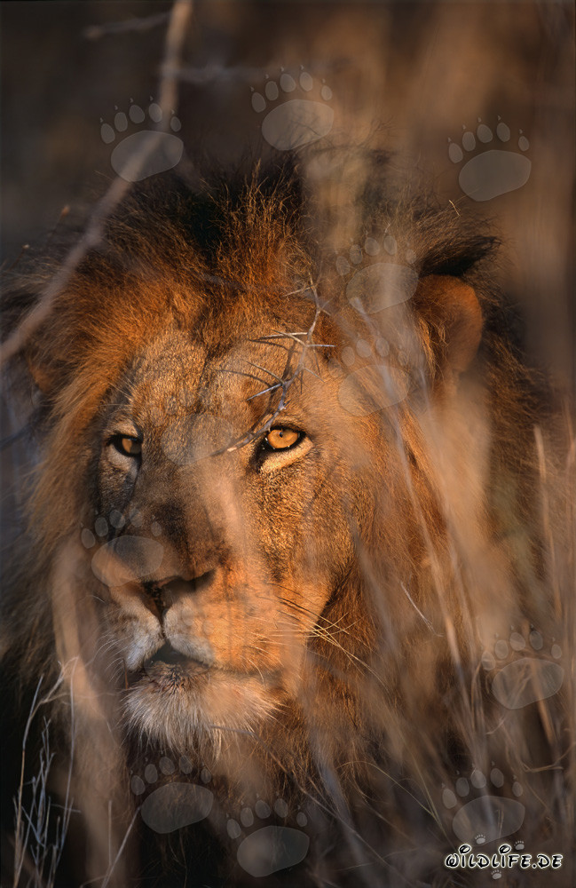 León majestuoso en el paisaje de sabana africano