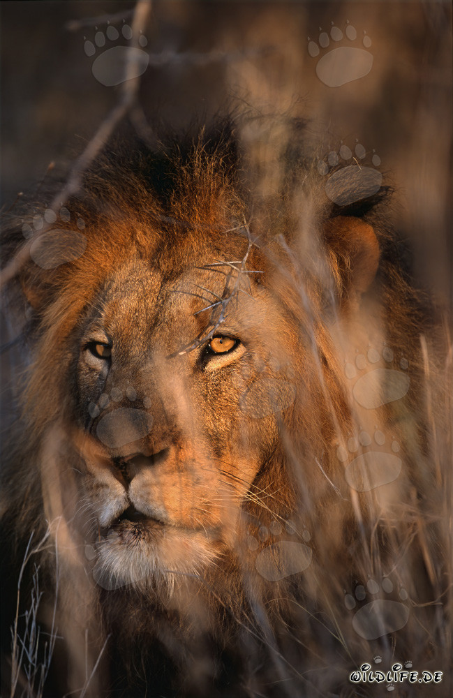 Leone maestoso nel paesaggio di savana africana