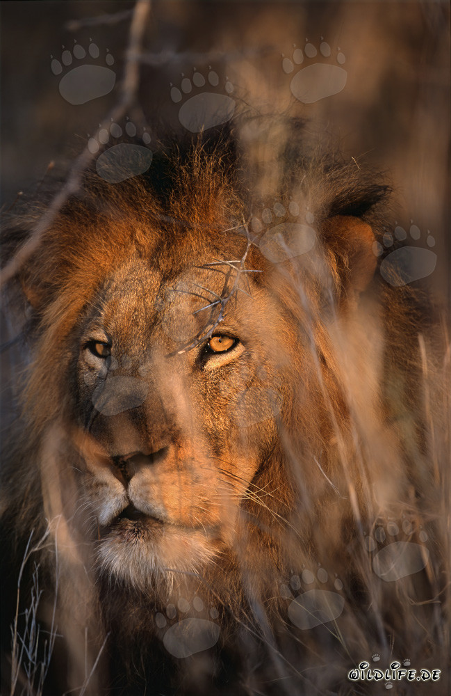 Lion majestueux dans le paysage de savane africain