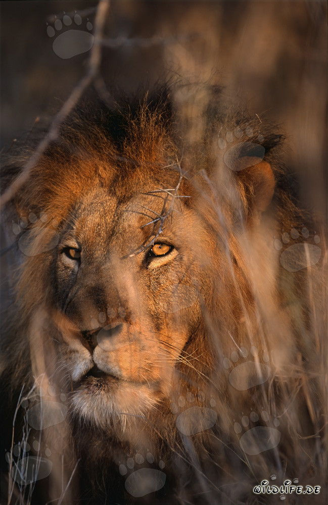 Majestätischer Löwe in der savannenartigen Landschaft Afrikas