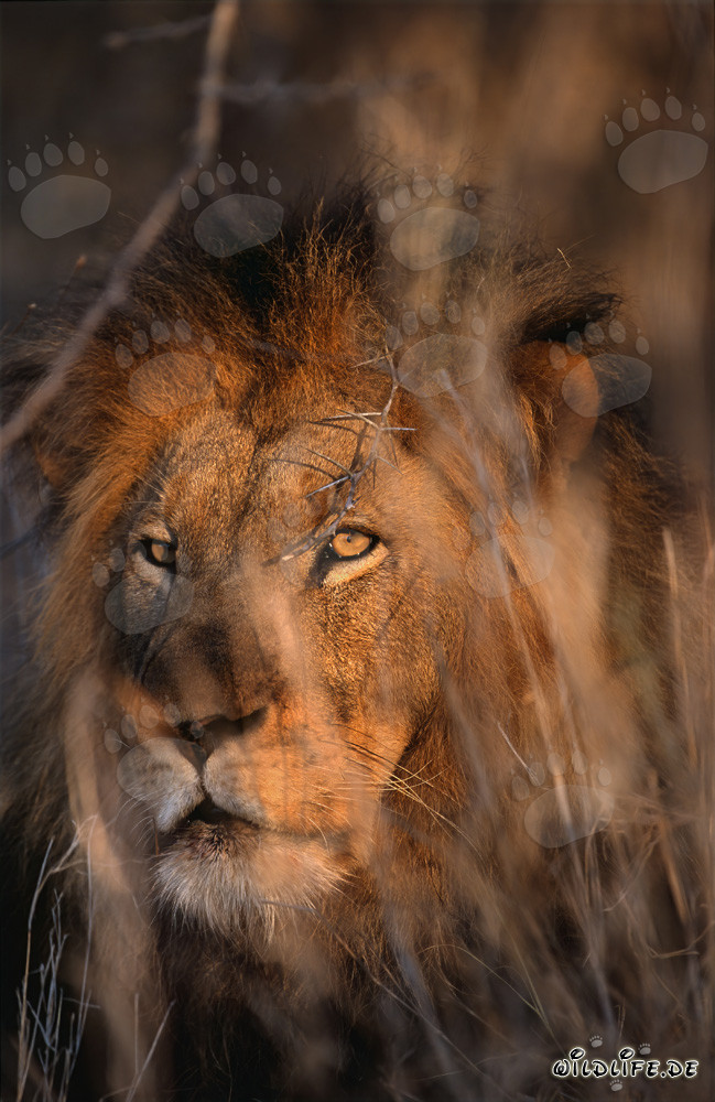 Majestic Lion in the Savannah-like Landscape of Africa