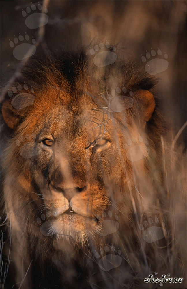 León africano majestuoso en un denso arbusto