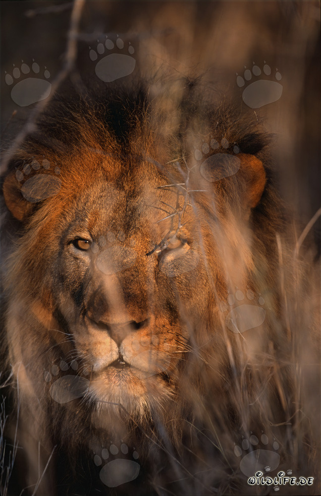 Maestoso leone africano in un fitto cespuglio