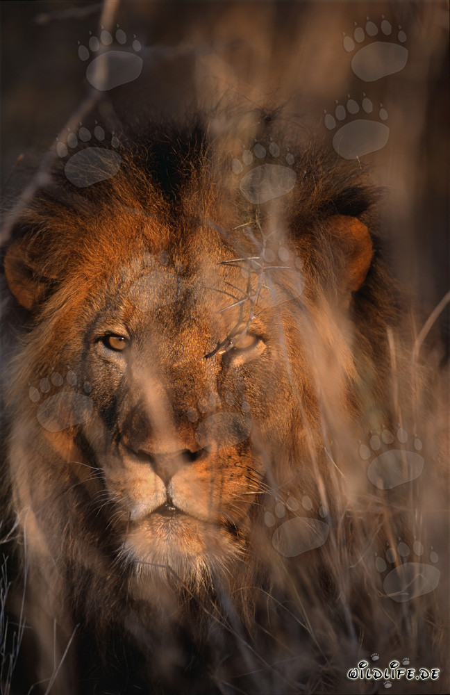 Lion africain majestueux dans un buisson dense