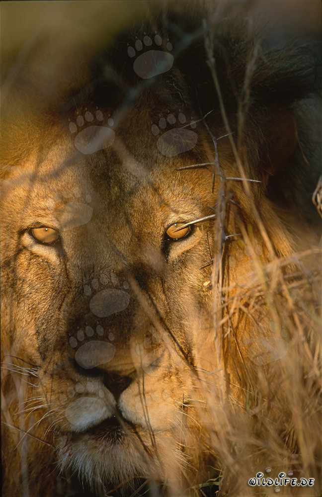Lion eyes light up from the Bush