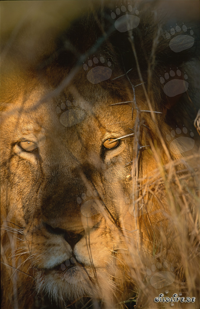 Les yeux de lion brillent dans les buissons