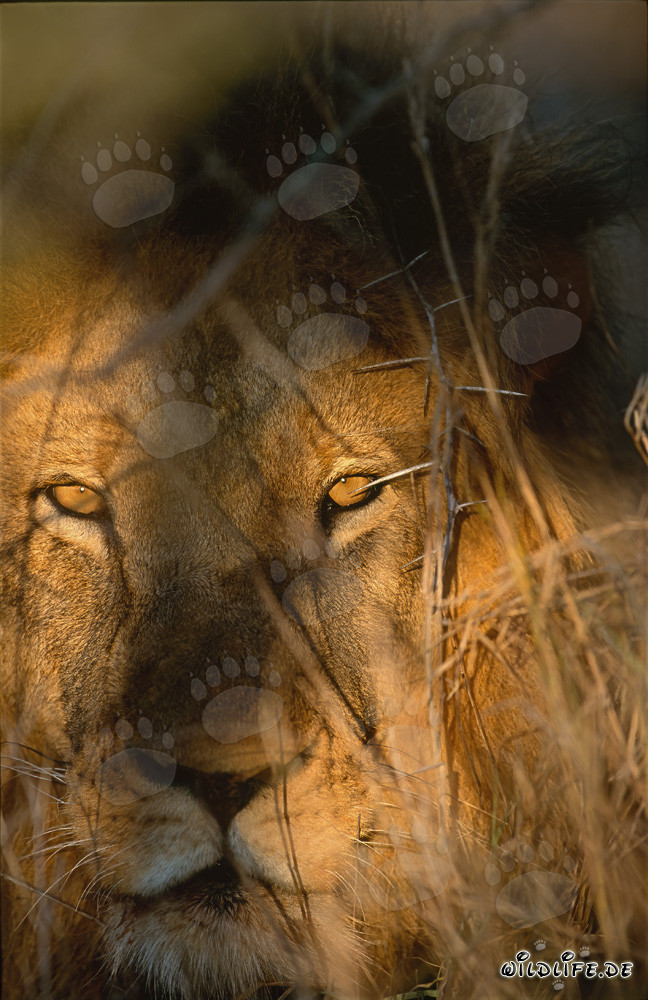 Impresionante retrato de león al amanecer en la reserva privada de Kapama en Sudáfrica
