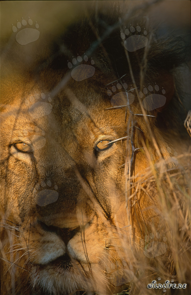 Imponente ritratto di leone all'alba nella riserva privata di Kapama in Sudafrica