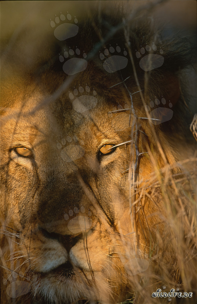 Portrait impressionnant d'un lion au lever du soleil dans la réserve privée de Kapama en Afrique du Sud