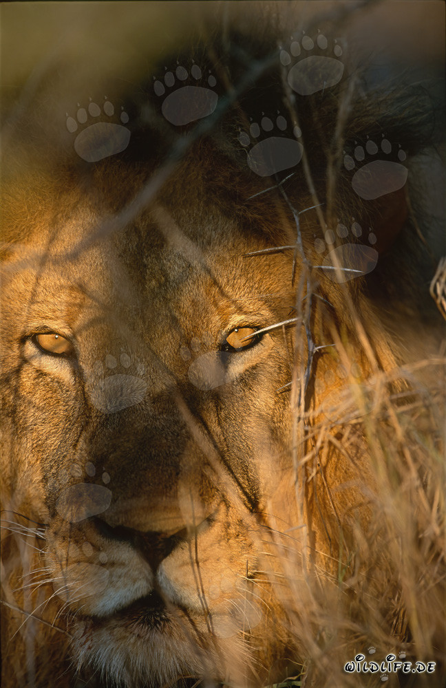Impressive lion portrait at sunrise in Kapama Private Game Reserve in South Africa