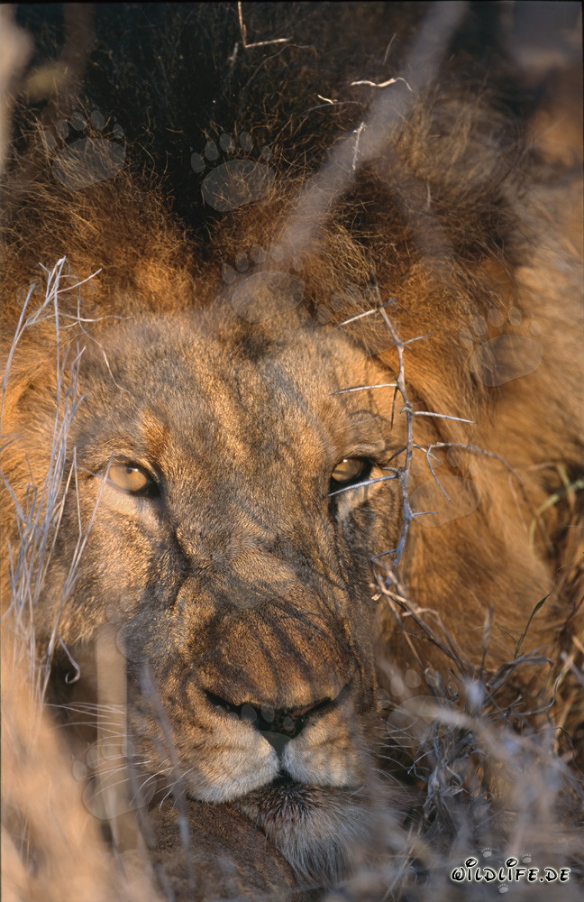 Majestic African lion surrounded by thorns