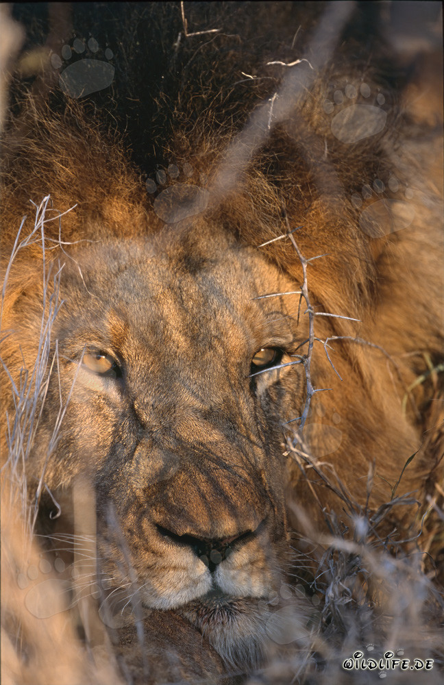 León africano majestuoso rodeado de espinas
