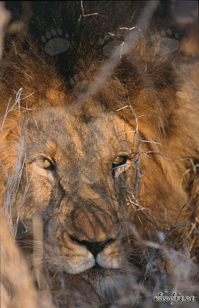Maestoso leone africano circondato da spine