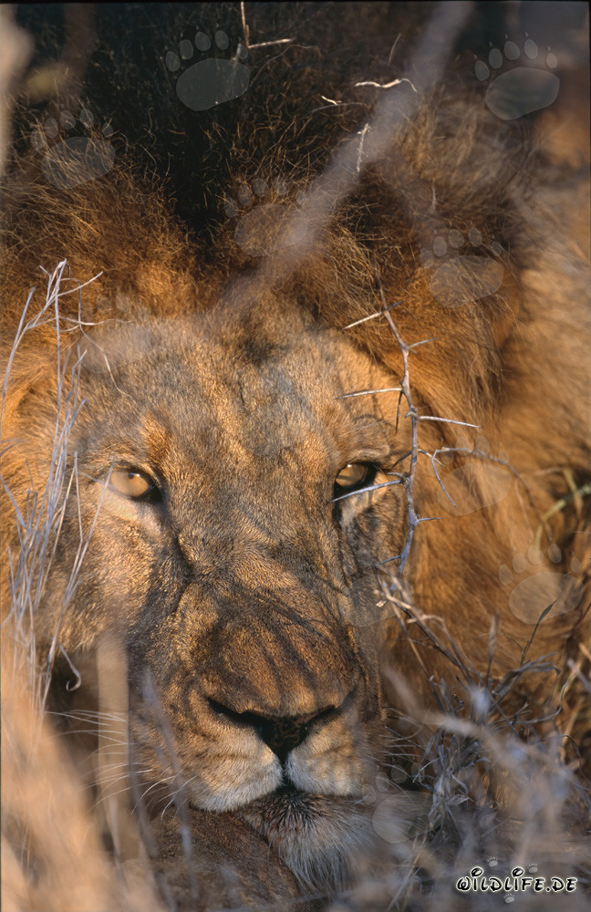 Lion africain majestueux entouré d'épines