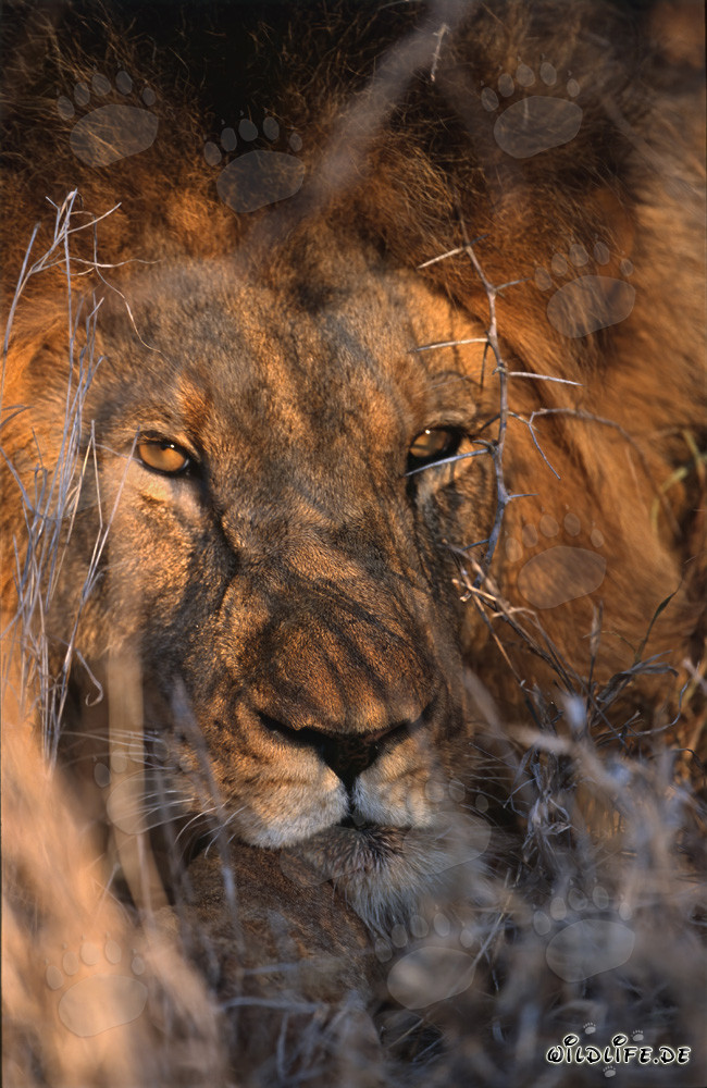 Fascinating amber-colored eyes of an African lion