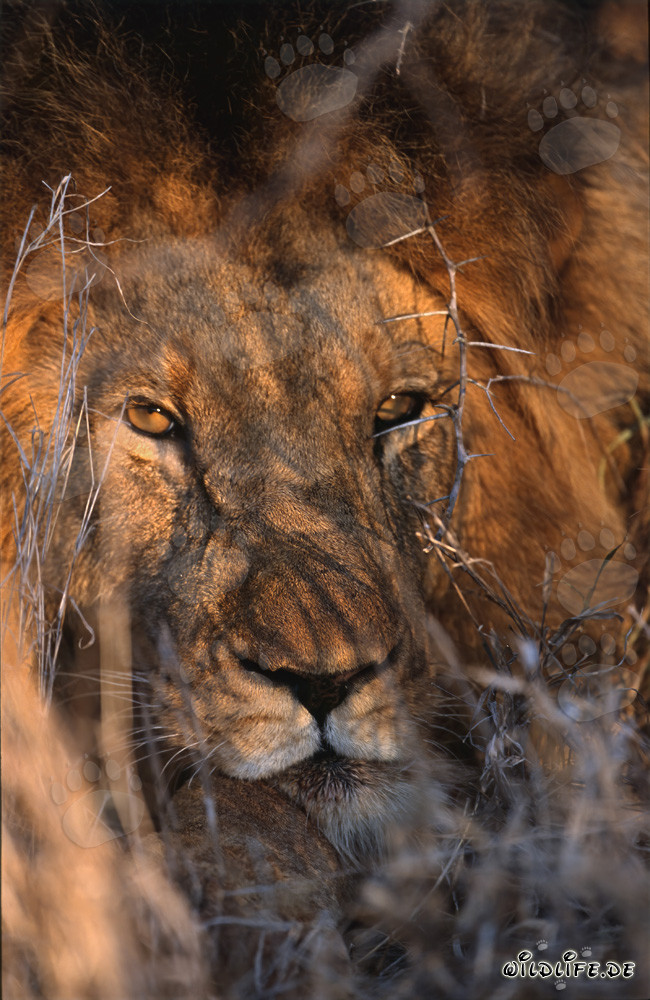 Ojos fascinantes de un león africano en tonos de ámbar