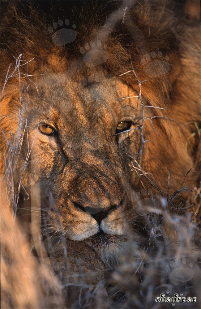 Occhi affascinanti di un leone africano dai colori dell'ambra