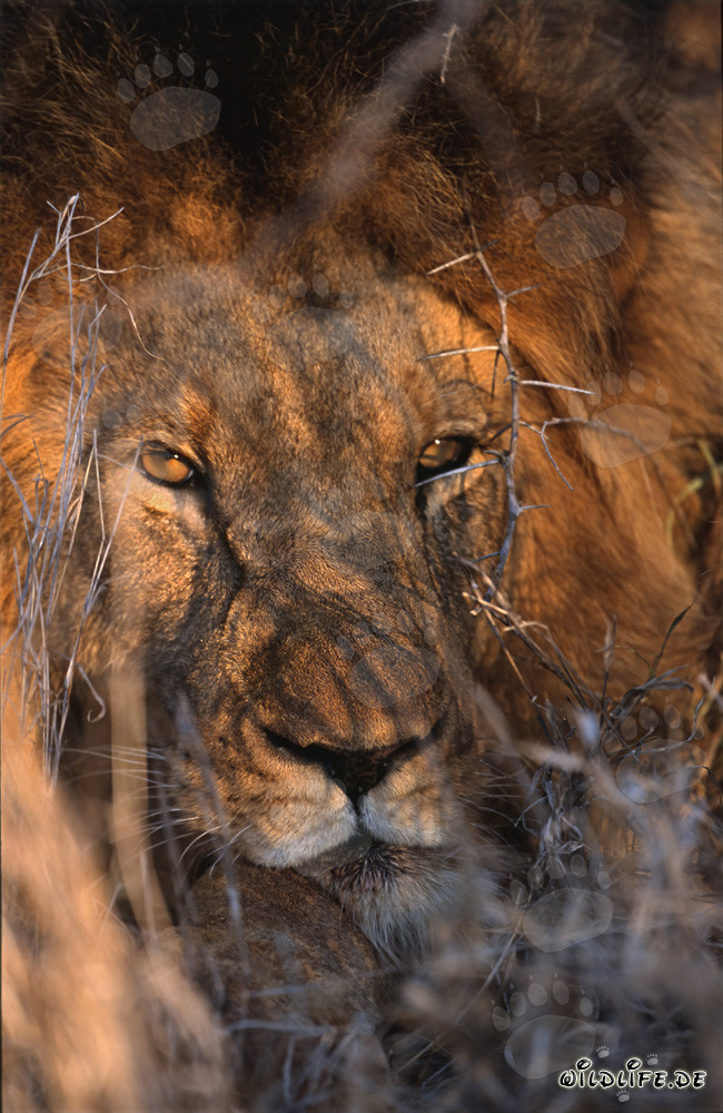 Yeux fascinants d'un lion africain aux couleurs d'ambre