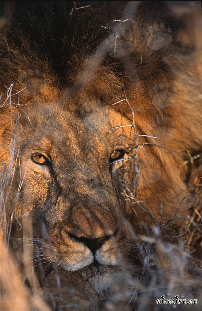 León africano majestuoso con profundos y penetrantes ojos