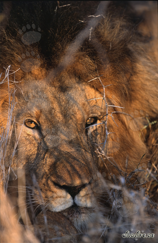 Lion africain majestueux aux yeux profonds et pénétrants