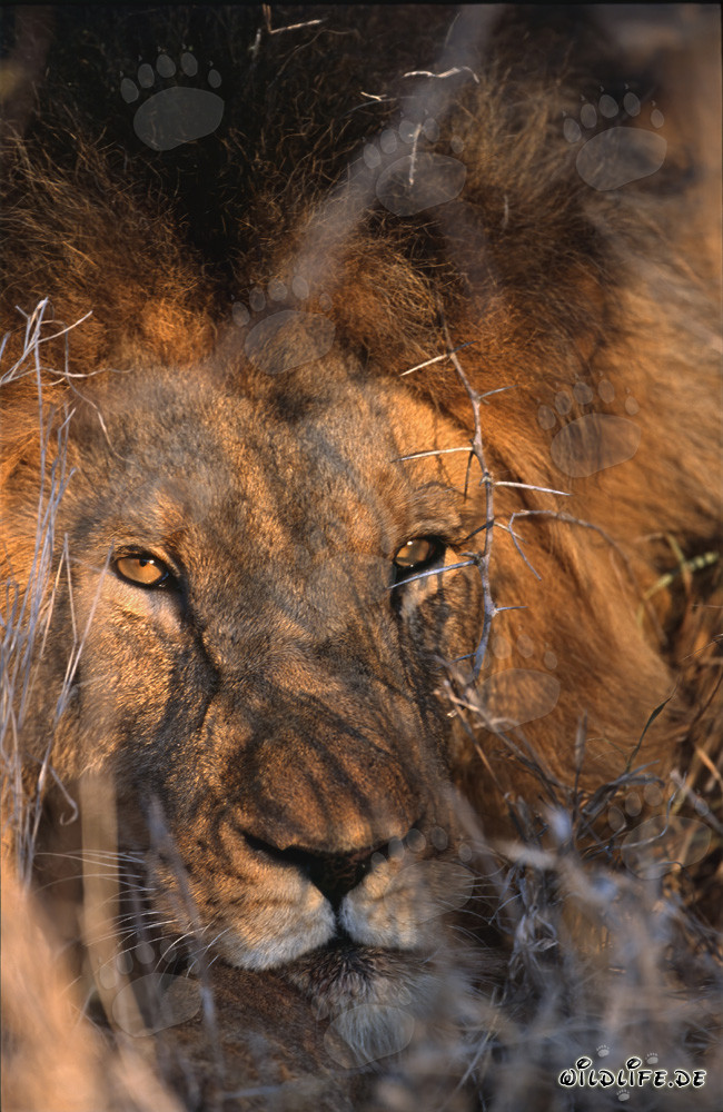 Majestätischer afrikanischer Löwe mit tiefen, durchdringenden Augen