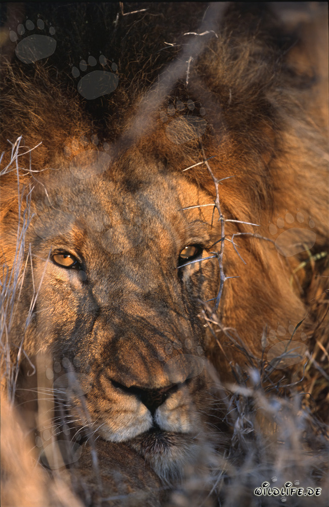 Majestic African Lion with Deep, Penetrating Eyes