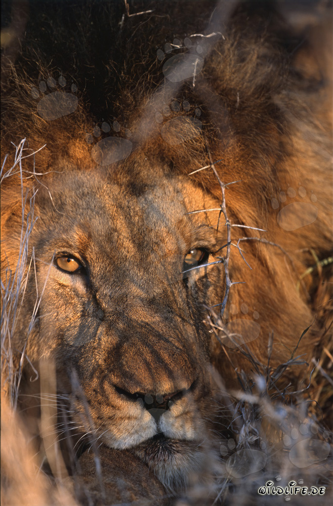 León africano majestuoso con ojos color ámbar