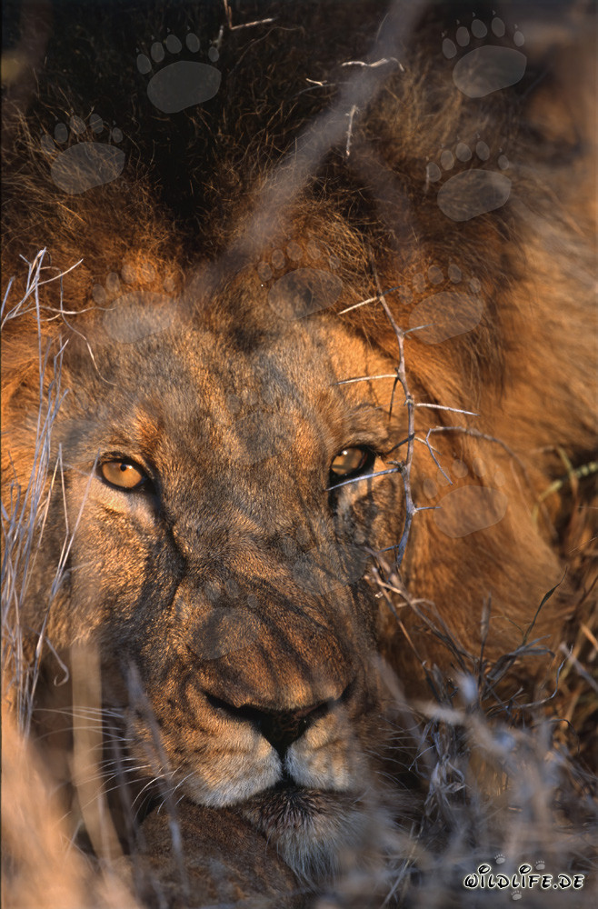 Maestoso leone africano dagli occhi color ambra