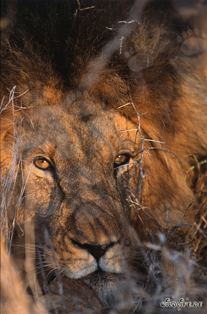 Majestätischer afrikanischer Löwe mit bernsteinfarbenen Augen