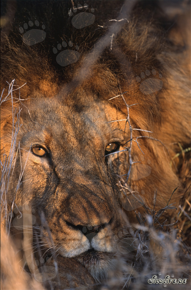 Majestic African Lion with Amber Eyes