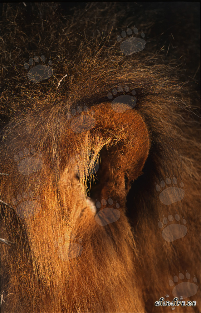 Majestic Lion Ear in the Savanna of South Africa