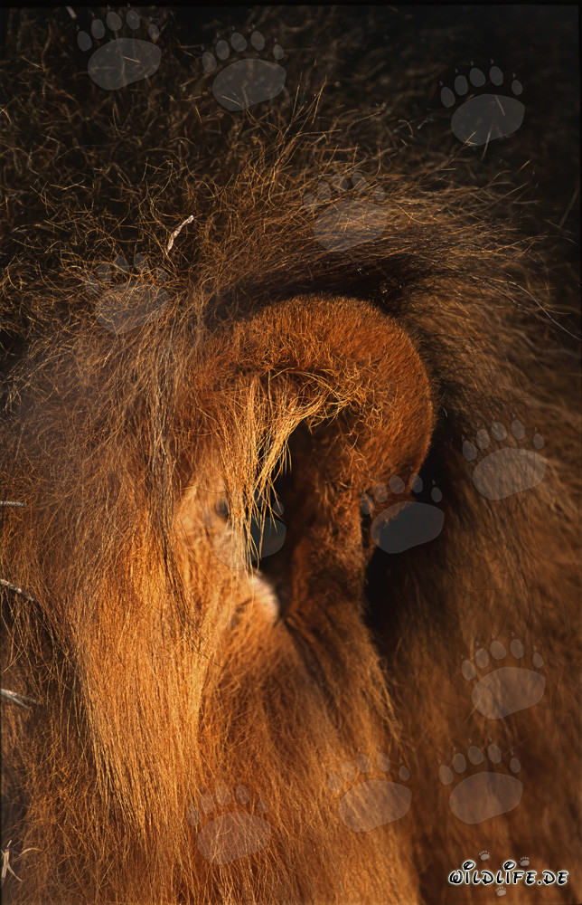Orecchio di leone maestoso nella savana del Sud Africa