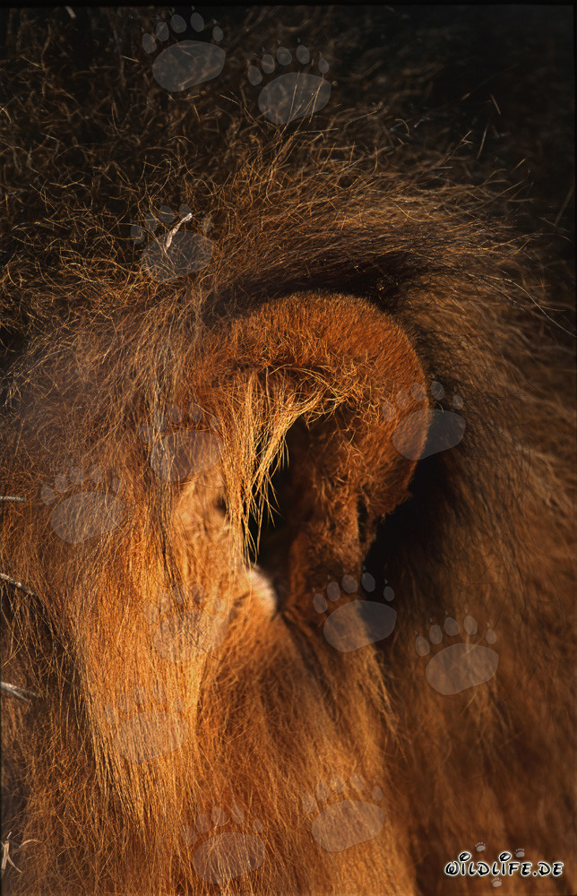 Oreja de león majestuosa en la sabana de Sudáfrica
