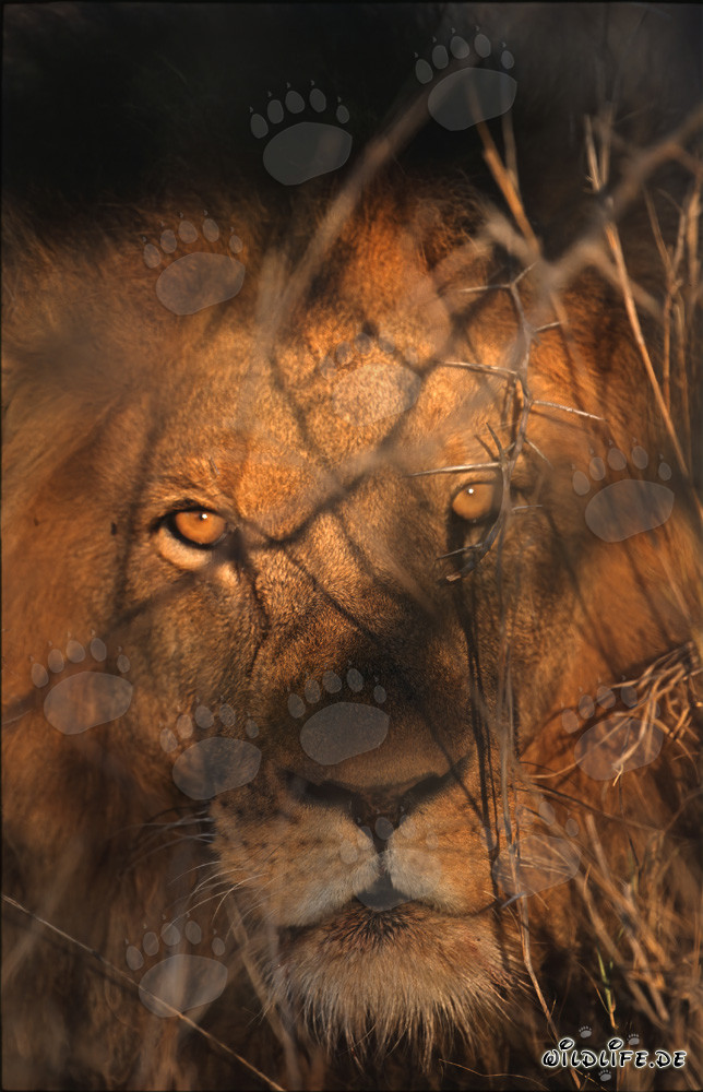 Majestätische Loewenaugen im Morgengrauen (Panthera leo)
