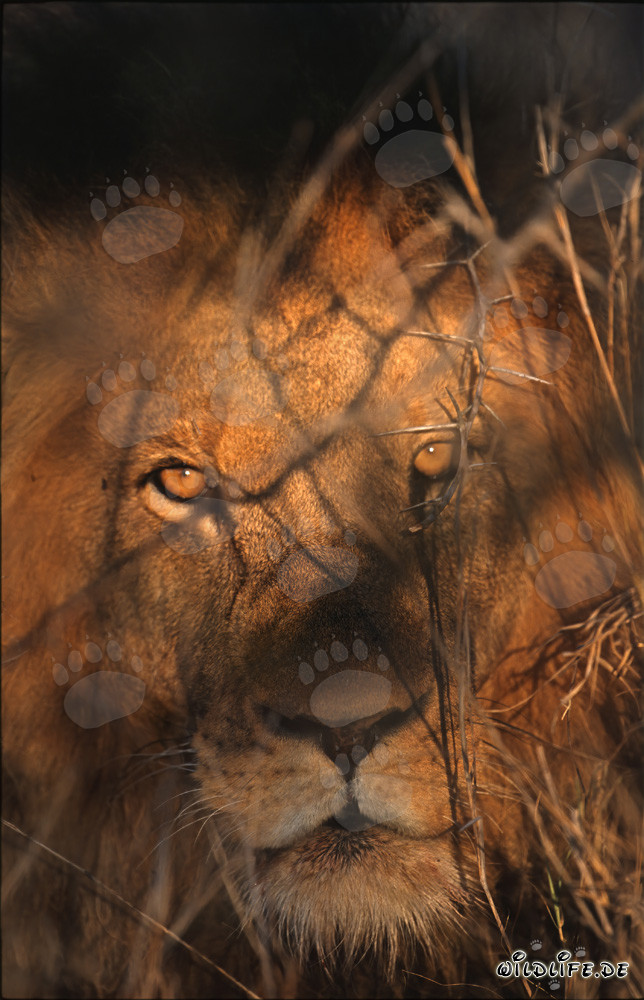 Majestic Lion Eyes in the Early Morning Light (Panthera leo)