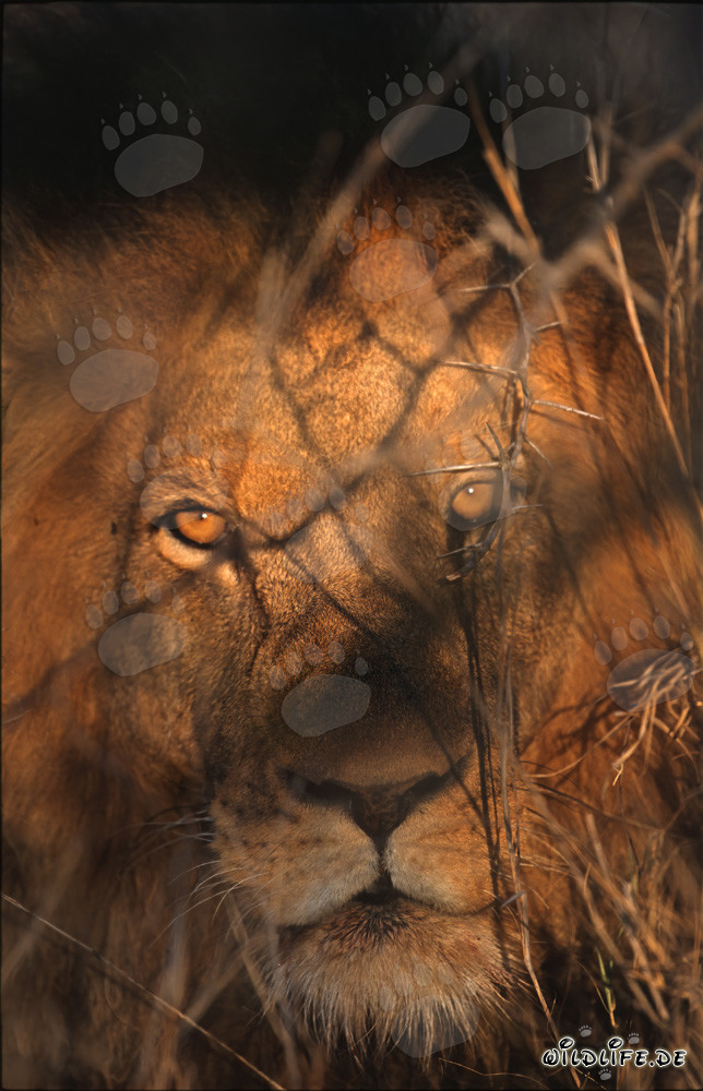 Yeux majestueux de lion à l'aube (Panthera leo)