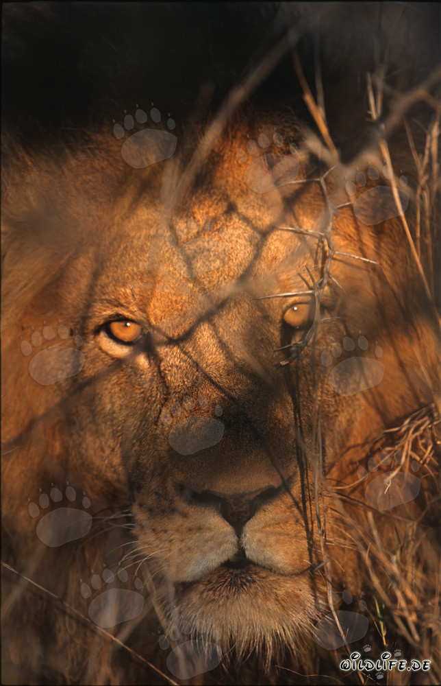 Occhi maestosi di leone all'alba (Panthera leo)