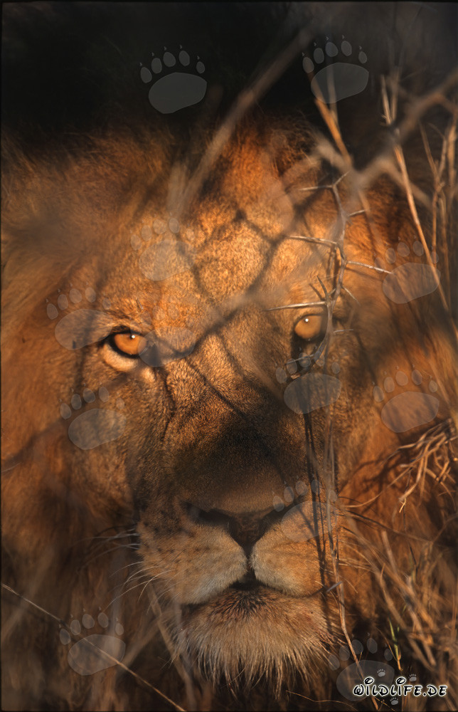 Ojos majestuosos de león en el amanecer (Panthera leo)