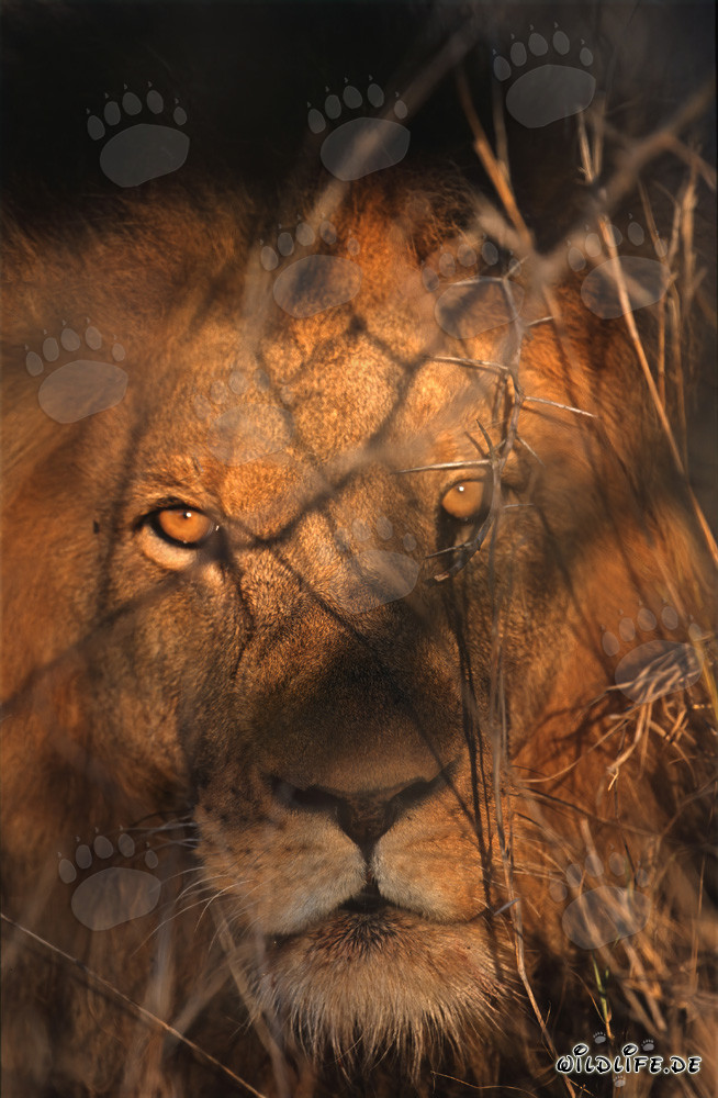 Ojos ámbar fascinantes de un león majestuoso