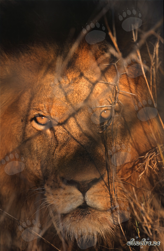 Yeux ambrés fascinants d'un lion majestueux