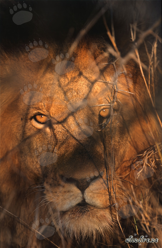 Fascinating amber-colored eyes of a majestic lion