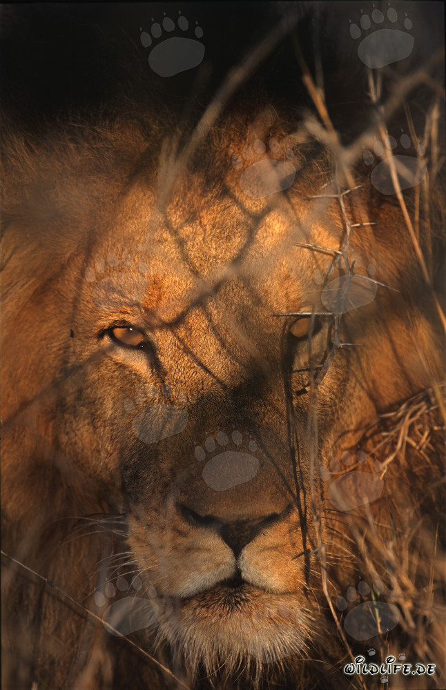 León majestuoso (Panthera leo) bajo la luz del sol