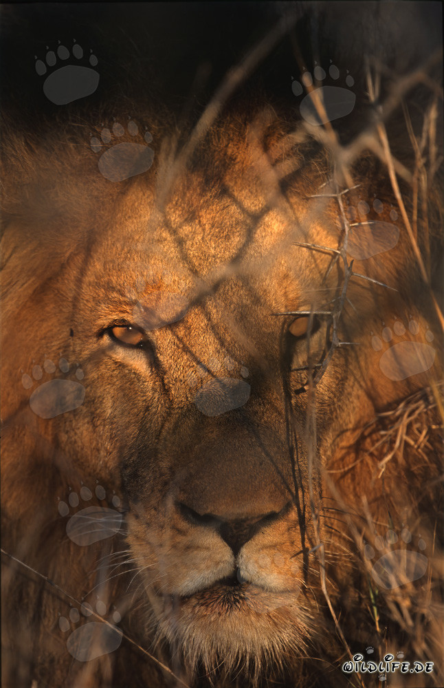 Leone maestoso (Panthera leo) alla luce del sole