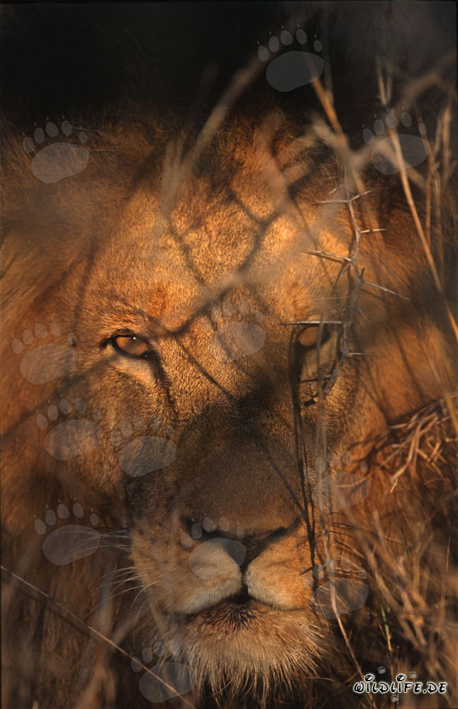 Lion majestueux (Panthera leo) à la lumière du soleil