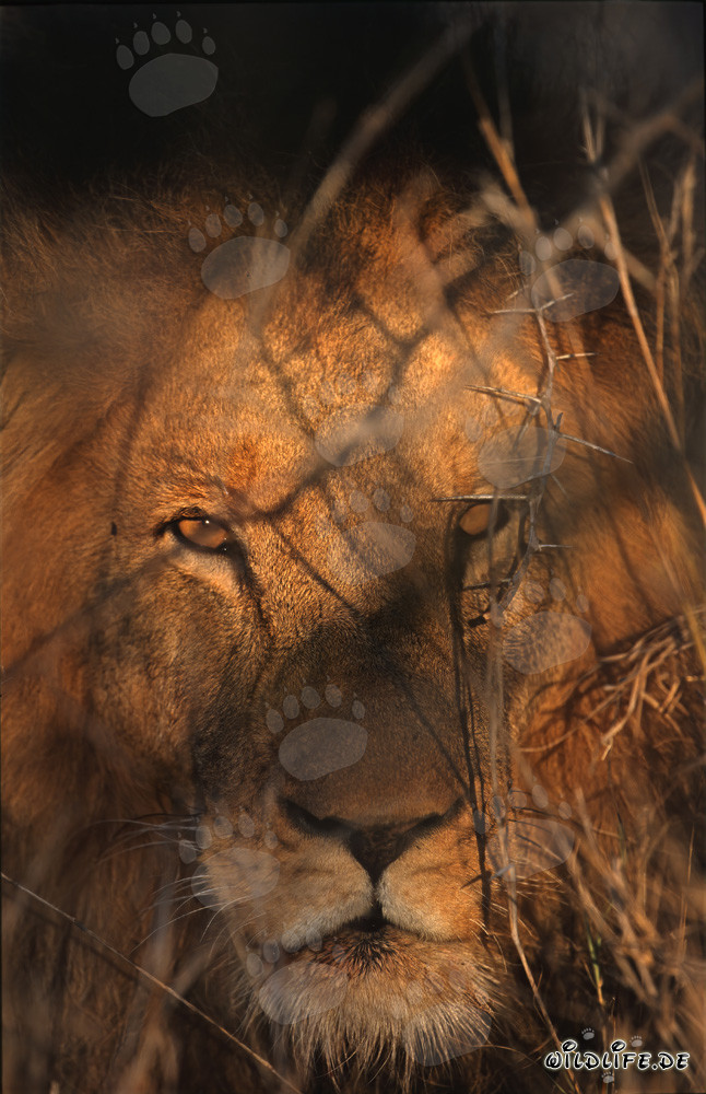 Majestätischer Löwe (Panthera leo) im Sonnenlicht