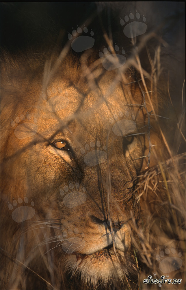 In the thorny bush, a majestic African Lion lurks