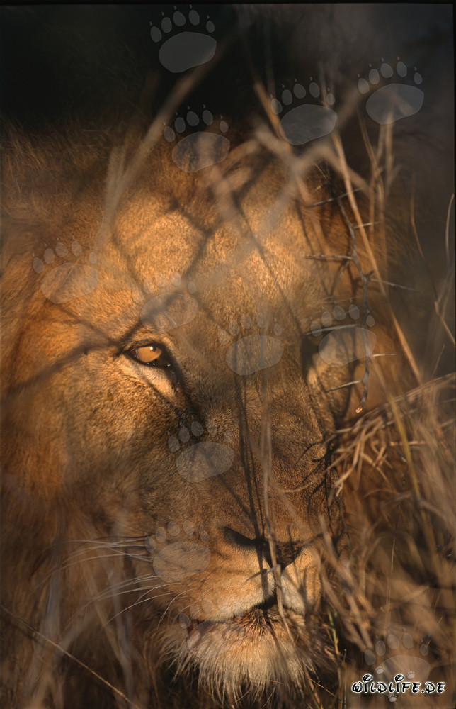 Un majestuoso león africano acecha en la espesura espinosa