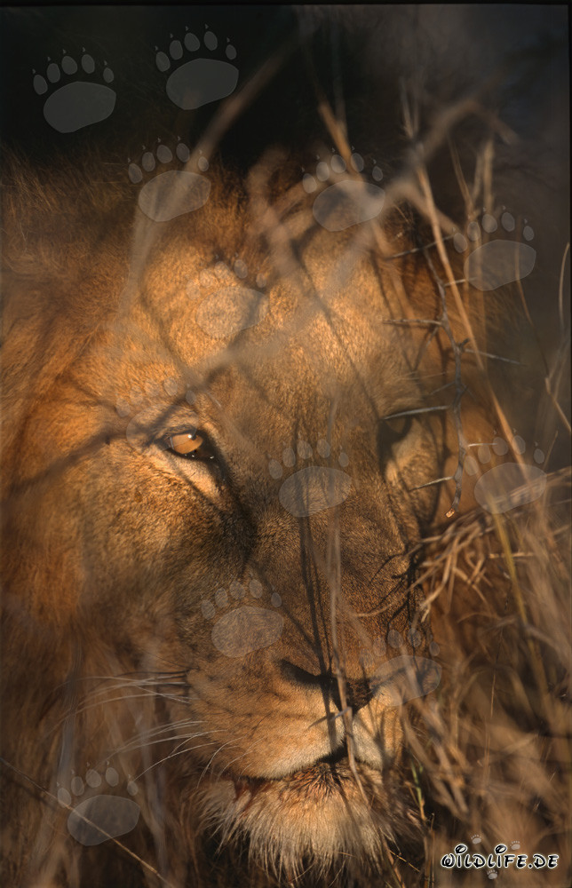 Un majestueux lion africain se cache dans les buissons épineux