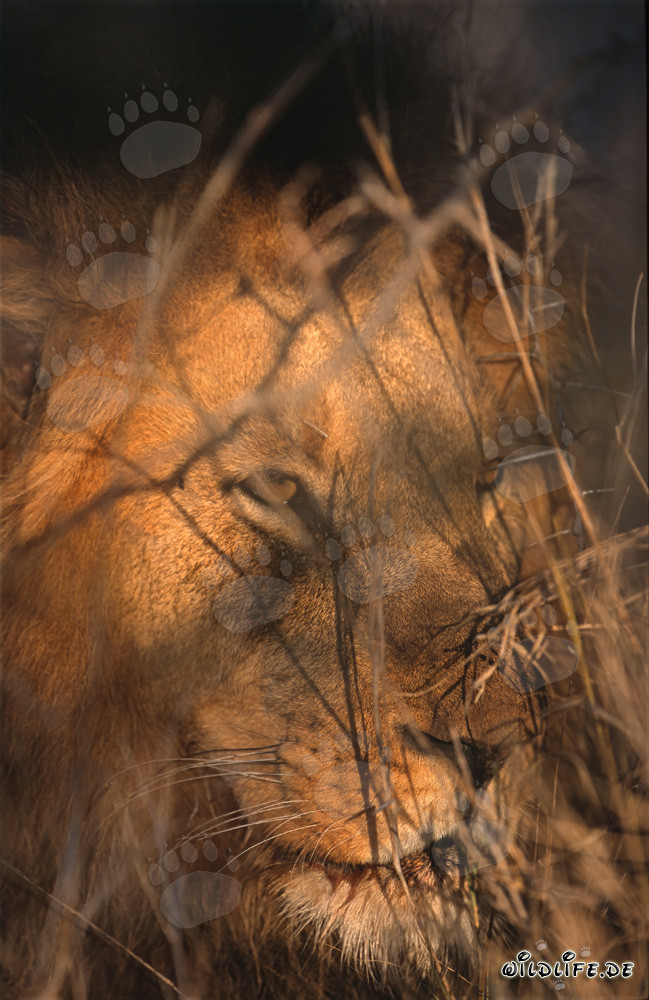Majestic African lion in the golden morning light